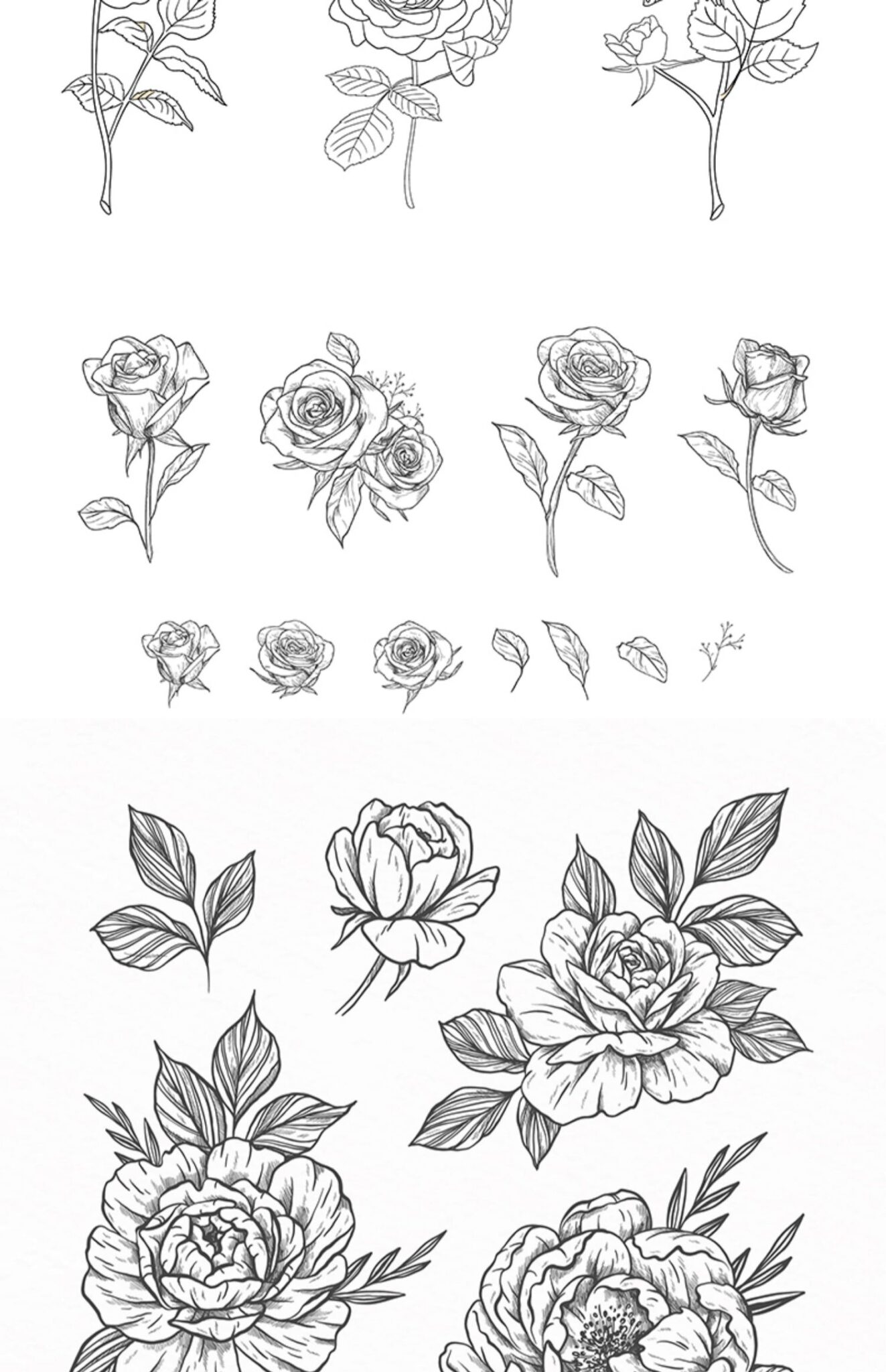 procreate brushes watercolor line art roses flowers petunias photoshop ...